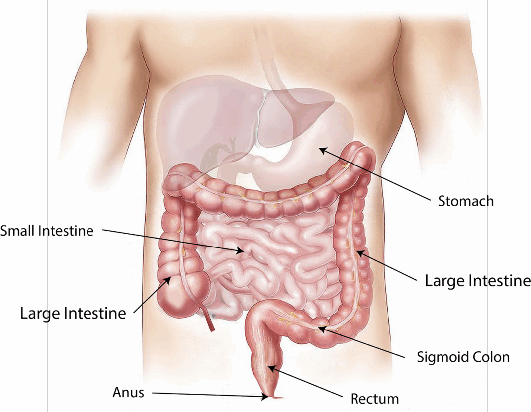 https://pixabay.com/illustrations/abdomen-intestine-large-small-1698565/